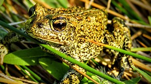 Rare toad fight similar to landmark endangered species case