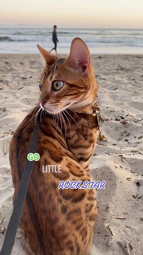 Rescued Bengal Kitten Finding Love on Craigslist