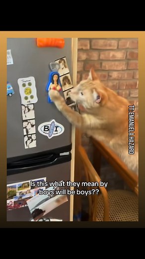 When your cat lags out  #funny #cat #lagging #pets #animals #viralvideos #blowthisup #foryou #viral #fypシ #foryoupage #fail | Clip Bible | Facebook