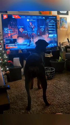 Dogs Reacting to TV: A Hilarious Experience