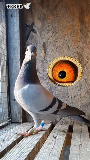 786 reactions · 3 comments | Top Quality Blue Bar Bird #bluebar #pigeon #racingpigeons #pigeonracing #tfrpl #topflightloft #pigeonloft #racerkabootar #homer | Topflight Racing Pigeon Loft | Facebook