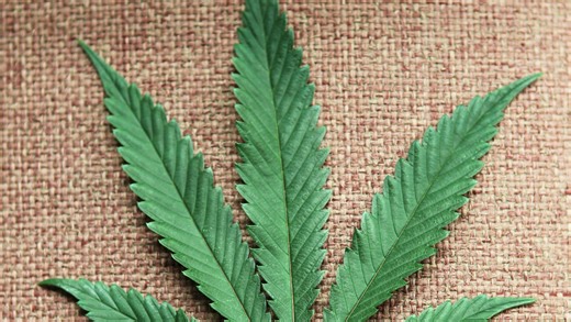 Yes or no on Florida amendments? Newspaper endorsements on weed, abortion, homestead exemption