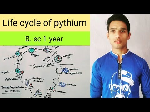 Life cycle of pythium fungi