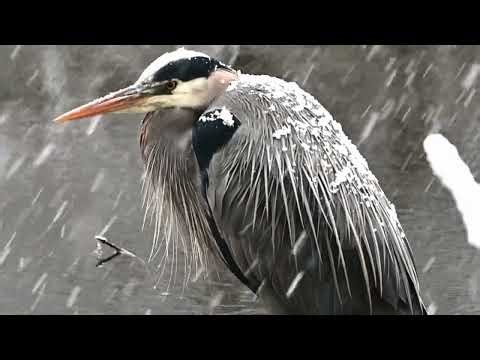 Bird animal wildlife Bird Fair HD, 4K, (Wildlife Birds in STUNNING 4K Resolution!)