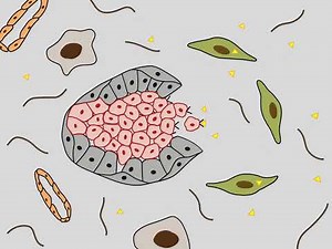 Communication of tumour cells with the microenvironment HD