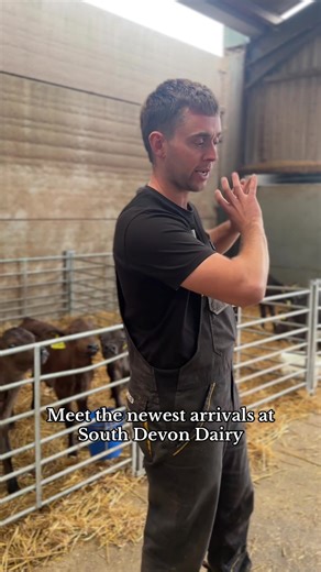 New Arrivals at South Devon Dairy Farm: Meet the Calves