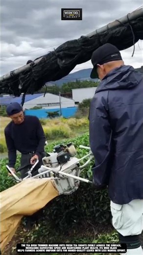 Harvesting tea leaves using Work Tool Tea Bush Trimmer Machine #tool #worktool