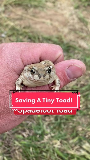 Rescuing a Tiny Toad: Heartwarming Amphibian Rescue Story