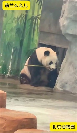 #GiantPanda #MengLanTheGiantPanda #CutenessOverload💥 #ComeWatchPandas #YuxinLivestream