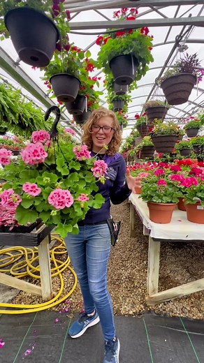 Calliope Geranium: Blooming Beauty for Your Garden!