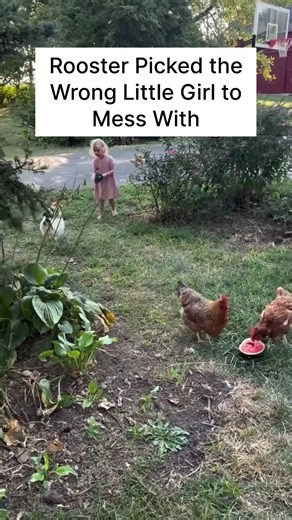 Rooster Picked the Wrong Little Girl to Mess With