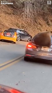 258K views · 1.8K reactions | HITCH A RIDE: A large bear hopped up onto the trunk of a car in line for Sequoia and Kings Canyon National Park, before quickly hopping off and scurrying back to the side of the road. https://abcn.ws/2RW11fg | ABC News | Facebook