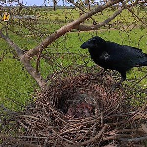 Large-billed crow bird nurture the little baby in the nest very well. EP.06 | Review Bird Nest