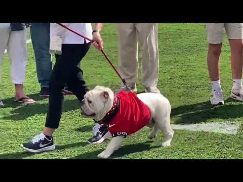 Georgia has a new mascot. Meet Uga XI