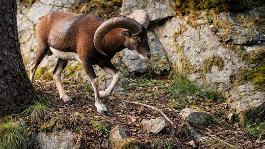 Hidden camera captures wildlife for seven days