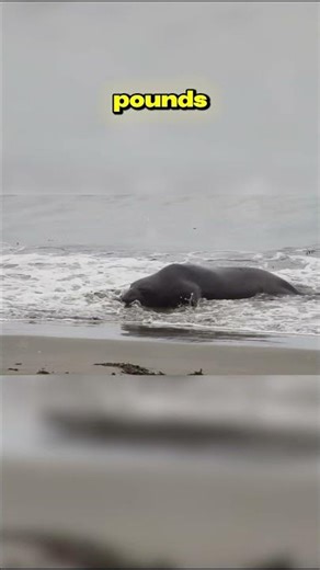 Top Ten Species from the Patagonia Region: The Mighty Southern Elephant Seal