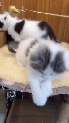 funniest but (@funniest.but)’s videos with Fun Fun Fun Fun Fun Fun - Parry Gripp