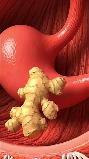 Digestive system#3danimation #human #digestivesystem #body