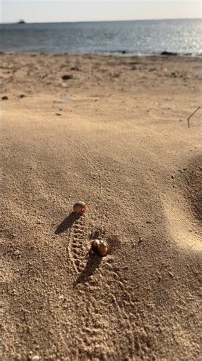 mini shells go to sea 😂🥰 #miniature #tinyhouse #mini #shorts #sea #aesthetic #cute