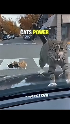 when cats showing their power #trollface #viral #edits