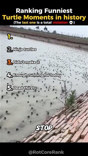 Ranking Funniest Turtle Moments in history 🐢 #shorts