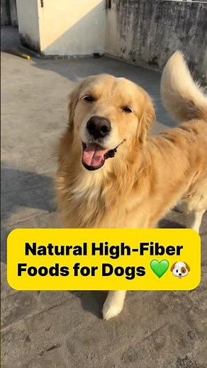 High-Fiber Foods for Dogs 🐶 Natural & Vet-Approved Digestion Tips