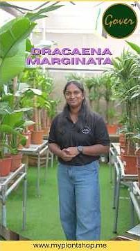 Dracaena marginata | The Stylish, Low-Maintenance Indoor Classic | GRAND GOVER