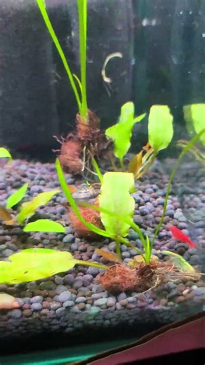 Best Shrimp Tank Setup #trending #viral #viralvideo #shorts