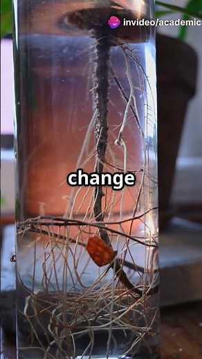 Root Secrets: Unveiling the Rhizosphere! #sciencefather #microbiome #scientist