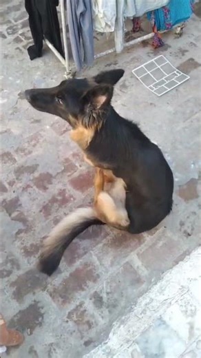 Dog Itching/ Fleas and Parasite in Dogs/ Skin Allergies #animalcare #pethealth #naturalanimalhealth