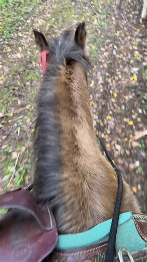 #horse #asmr for you ❤️