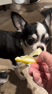 This evening we had a taste of lemon and… didn’t hate it? At least they got their Vitamin C! 😆 #lemonyfresh #dogs #chihuahuas #newfood #lemon #puppy #purebreddogs | Reflection Kennels