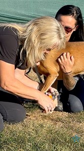 2.6K views · 33 reactions | Do you struggle with grooming your dog at home? Watch how you can improve bath time and grooming with your dog! If you found this helpful, head over to my YT for more exclusive content! #dogtrainingtips #dogtraining #grooming #doggrooming #dogbaths | Shannon Walker Dog Trainer | Facebook