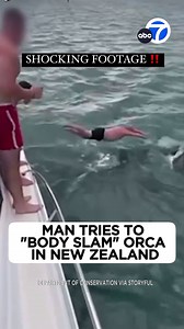 5.3K views · 66 reactions | Shocking video shows a man leaping into the water in an attempt to "body slam" an orca. The New Zealand Department of Conservation says the man was fined: "This is stupid behaviour and demonstrates a shocking disregard for the welfare of the orca. It is extremely irresponsible," DOC Principal Investigation Officer Hayden Loper said. | ABC7 | Facebook
