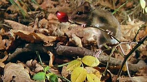 Neighborhood Animals Italian 2003 DVD