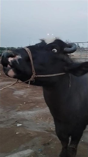 #Buffalo #BuffaloSound #Bellow #WaterBuffalo #AnimalSounds #FarmAnimals #VillageLife #RuralLife #mow