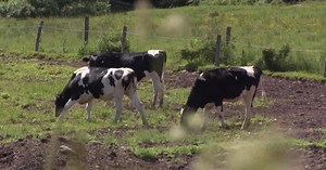 Dairy farms may close as contracts run out