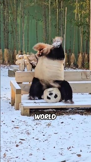 Strange Animal Behaviors With No Scientific Explanation #facts #animals #wildlife