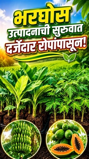 भरघोस उत्पादनाची सुरुवात दर्जेदार रोपांपासून | Best Banana & Papaya Plants