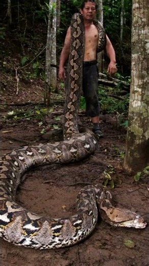 World's Tallest Snake Ever 😱😱🐍🐍|| #shorts #SBFactBhai #GWR