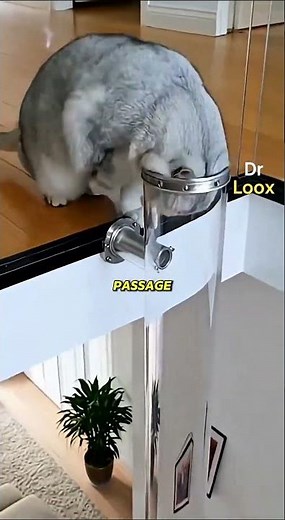 Why can a cat get stuck here?