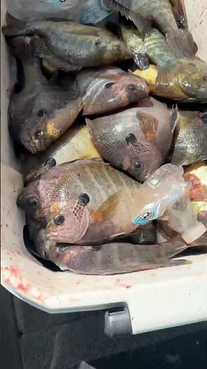 TAKE A KID FISHING!!! #shellcracker #takeakidfishing