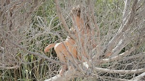 A little girl climbing on a tree. Medium handheld shot.
