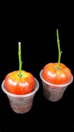 Make your garden red, royal & blossom with roses | how to grow rose plant at home #reels #garden