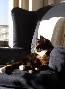 How to Talk to Children About the Death of a Family Pet