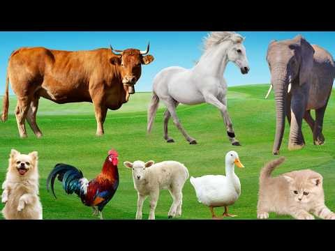 Collection Of Cute Animal Sounds: Cow, Cat, Sheep, Horse, Elephant, Duck, Dog-Animals Video