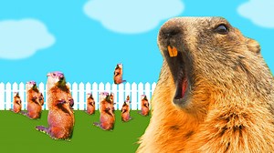 Here's why groundhogs, aka woodchucks, are so hard to get rid of. | Insider Science