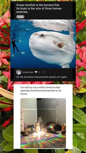 When Your Cat Unlocks a Multiverse Portal in the Living Room 🌀🐾