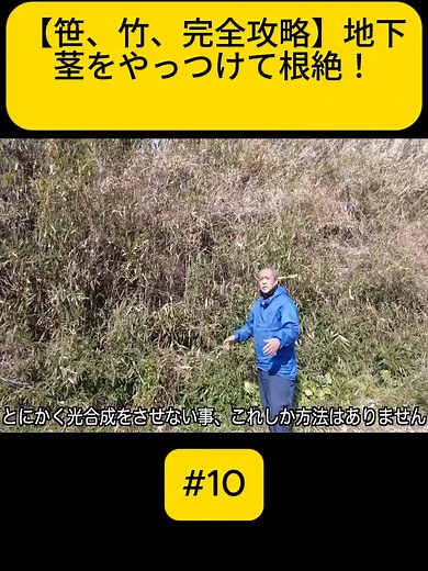 【笹、竹、完全攻略】地下茎をやっつけて根絶！ #fyp #foru #videoviral #雑草 #除草剤 #オヒシバ #ラウンドアップ #竹 #竹伐採 #放置竹林 #竹林整備 #自然音ASMR #伐採作業