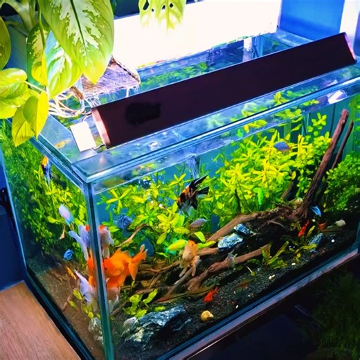 Insider Fish on Instagram: "The goldfish tank is full of calm and beauty. 💛 Goldfish move gently, their golden colors shining in the water like warm sunlight. This is the kind of tank that brings peace to the room and peace to the heart. #Goldfish #GoldfishTank #AquariumFish #FishTank #AquariumLife #PlantedTank #BeautifulAquarium #PeacefulAquarium #FreshwaterFish #TropicalFish #FishLovers #AquariumHobby #Aquascape #NatureAquarium #RelaxingFish #CalmingVibes #UnderwaterWorld #FishKeeping #SmallT